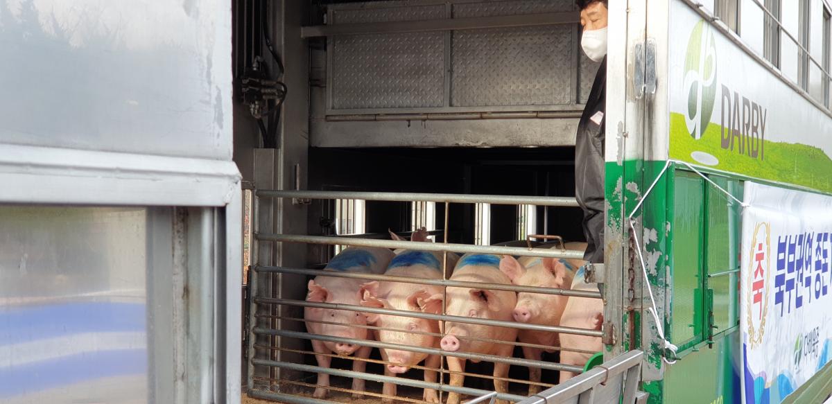 환적장에서 이동트럭으로 돼지를 옮겨싣는 모습