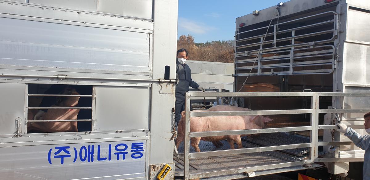 환적장에서 이동트럭으로 돼지를 옮겨싣는 모습