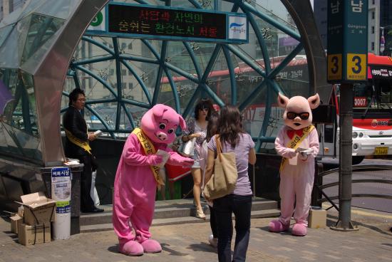 국산돼지고기 홍보책자 강남역에서 5월28일 배포