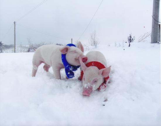 특선 한봉현 아이좋아 