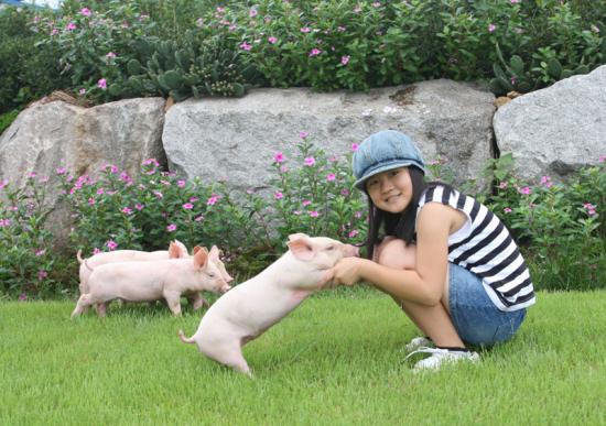  특선 정계천 소녀와 아기돼지 