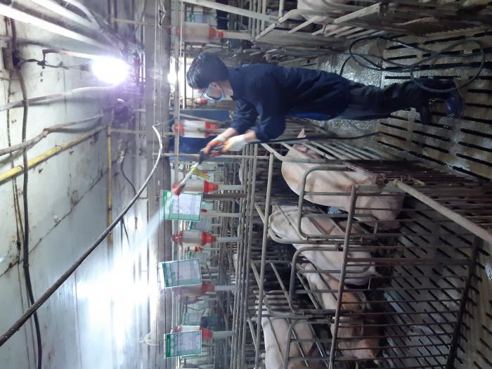 (1014)(원주지부)ASF농가 소독 및 차단방역 사진